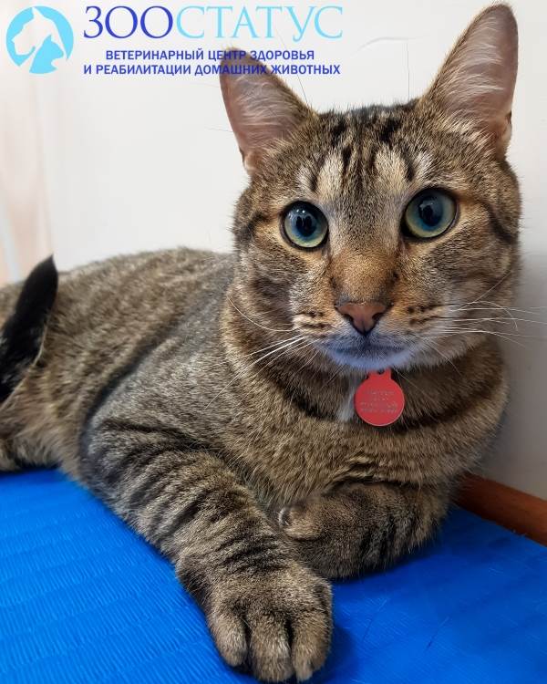 кот