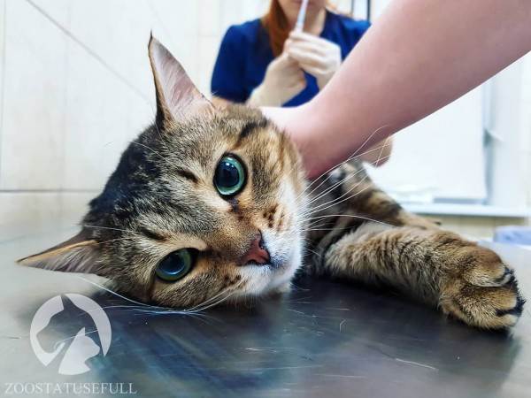 бешенство у домашних животных