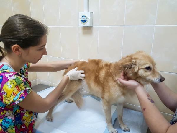 болезни печени у собак