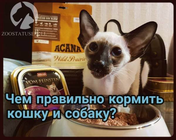 чем кормить кошку