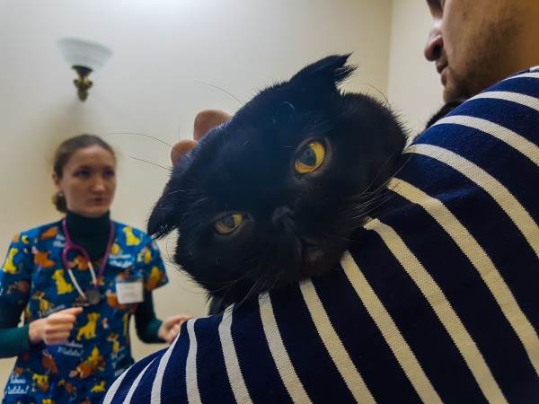 химическая кастрация кошек