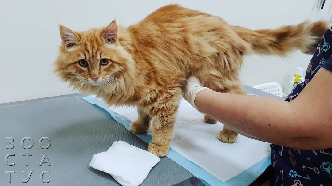 кошка хромает на заднюю лапу