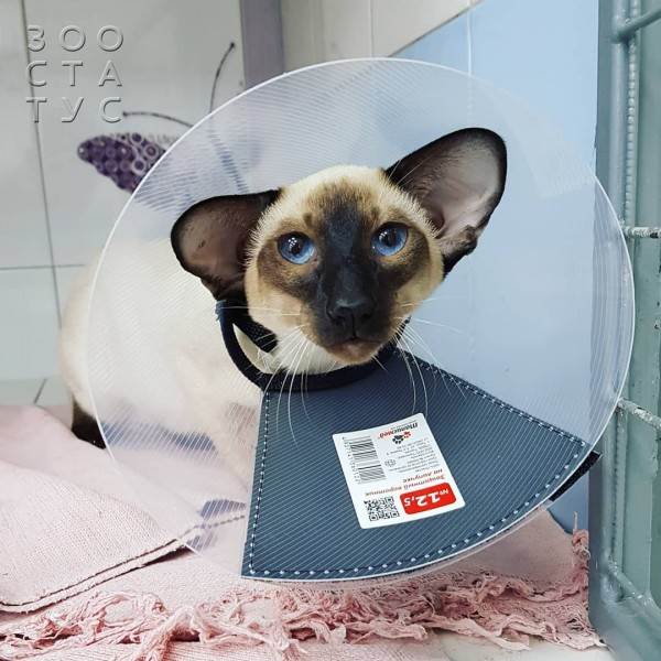 стерилизация кошек