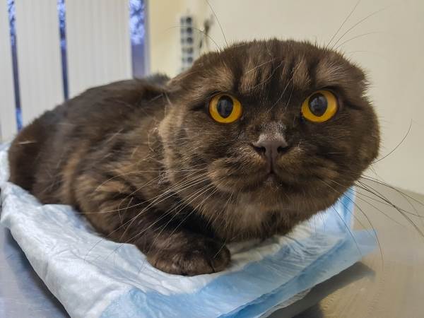 опасность клеща у кошек