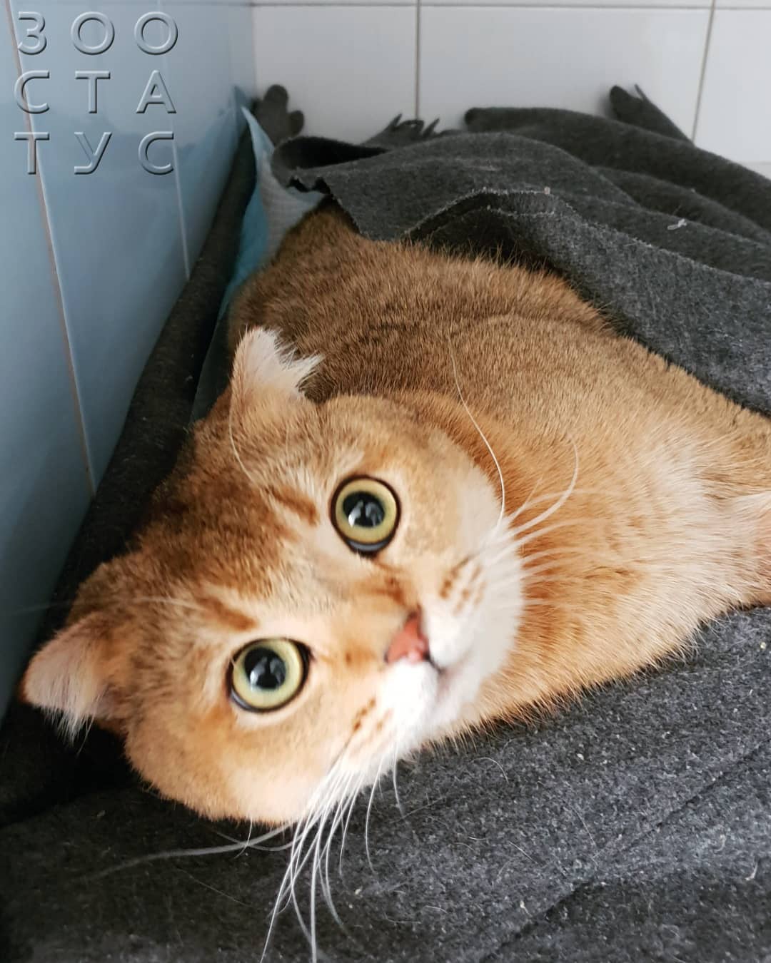 кошка хромает