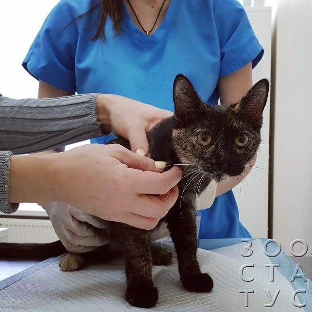кошка хромает