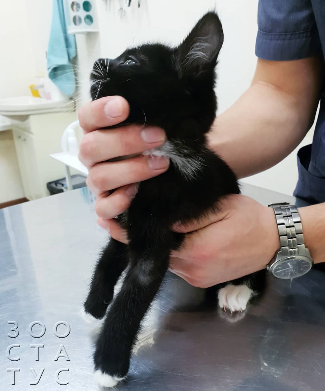 стригущий лишай у кошки