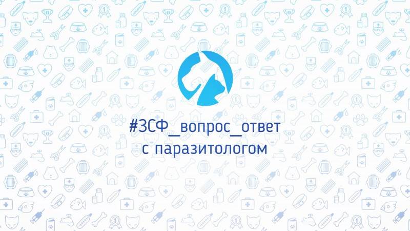 рубрика вопрос-ответ с ветеринарным паразитологом