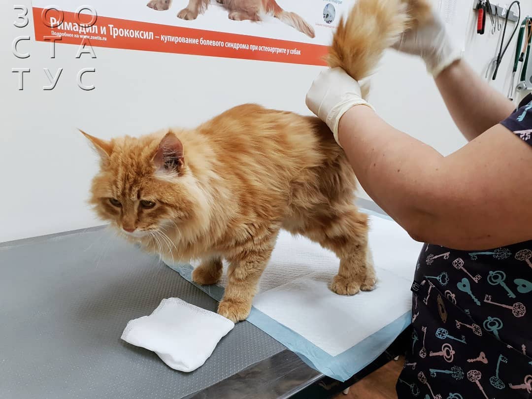 половое созревание у котов