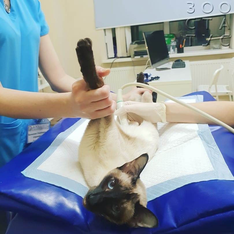половое созревание у котов