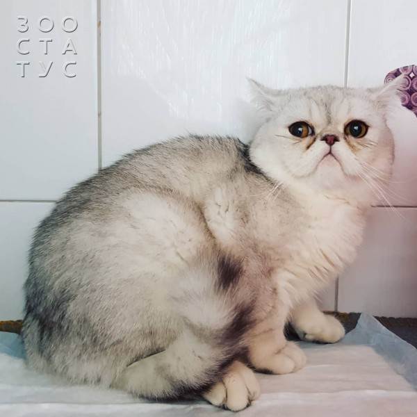 рейтинг кормов для кошек