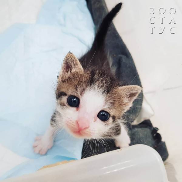 рейтинг кормов для кошек