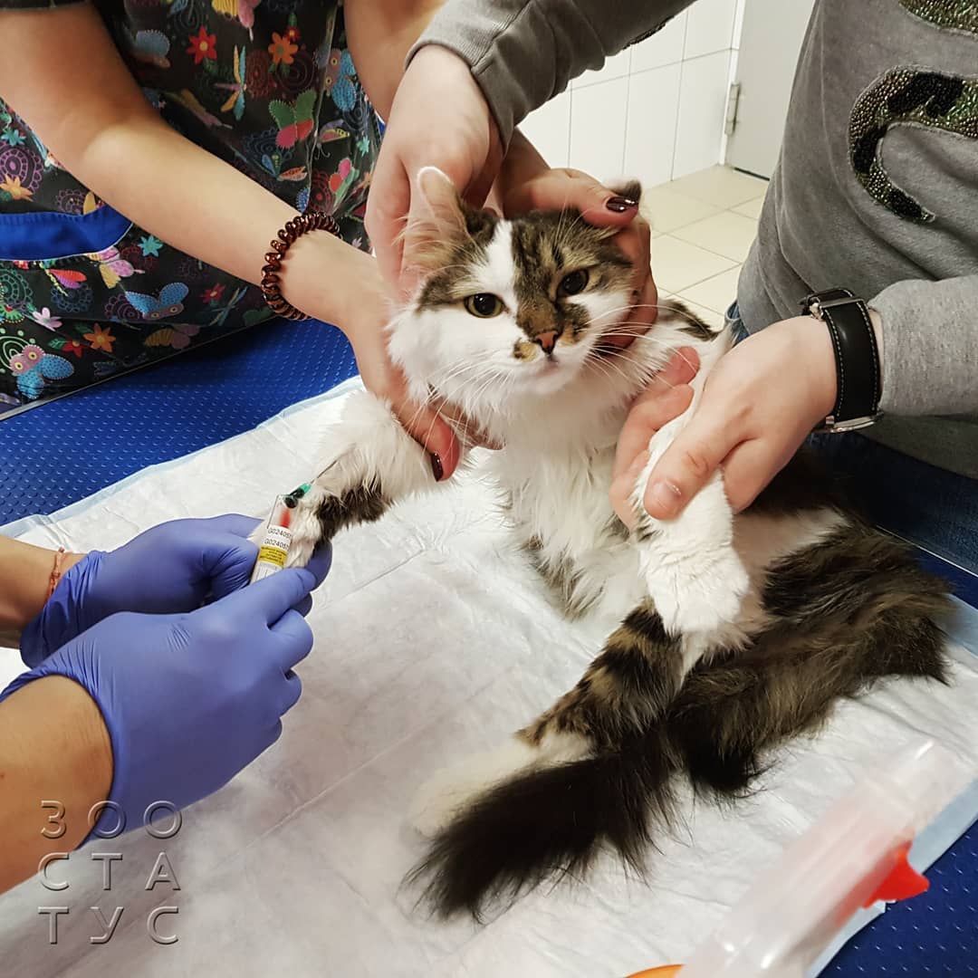 кошки с заболеваниями почек