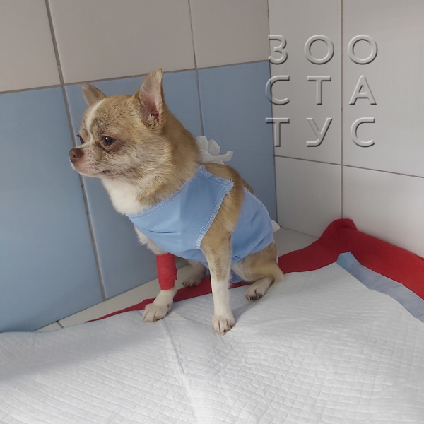 стерилизация собак