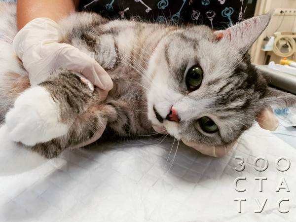 учащенное дыхание у кошек (тахипное)