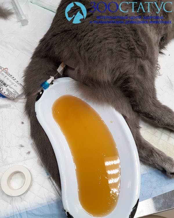 цистит у кошки