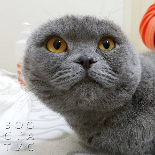 узи печени кошке