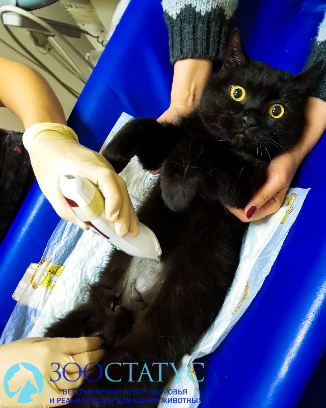узи почек кошке