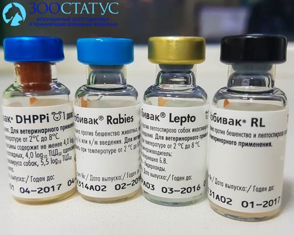 Вакцинация собак
Фото вакцины для собак