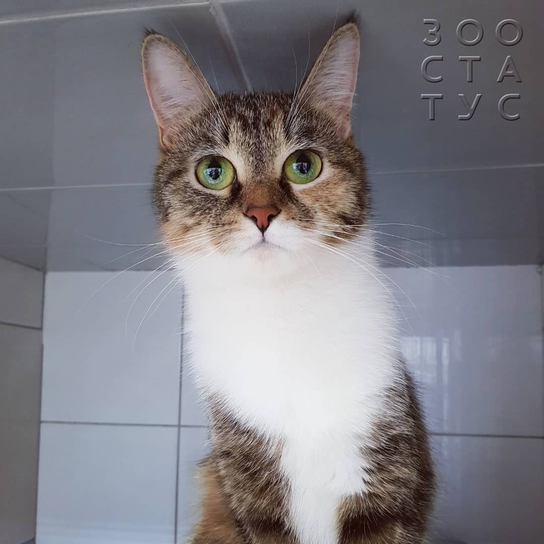 большой живот у кошки